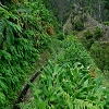 Plants: image 11 0f 25 thumb